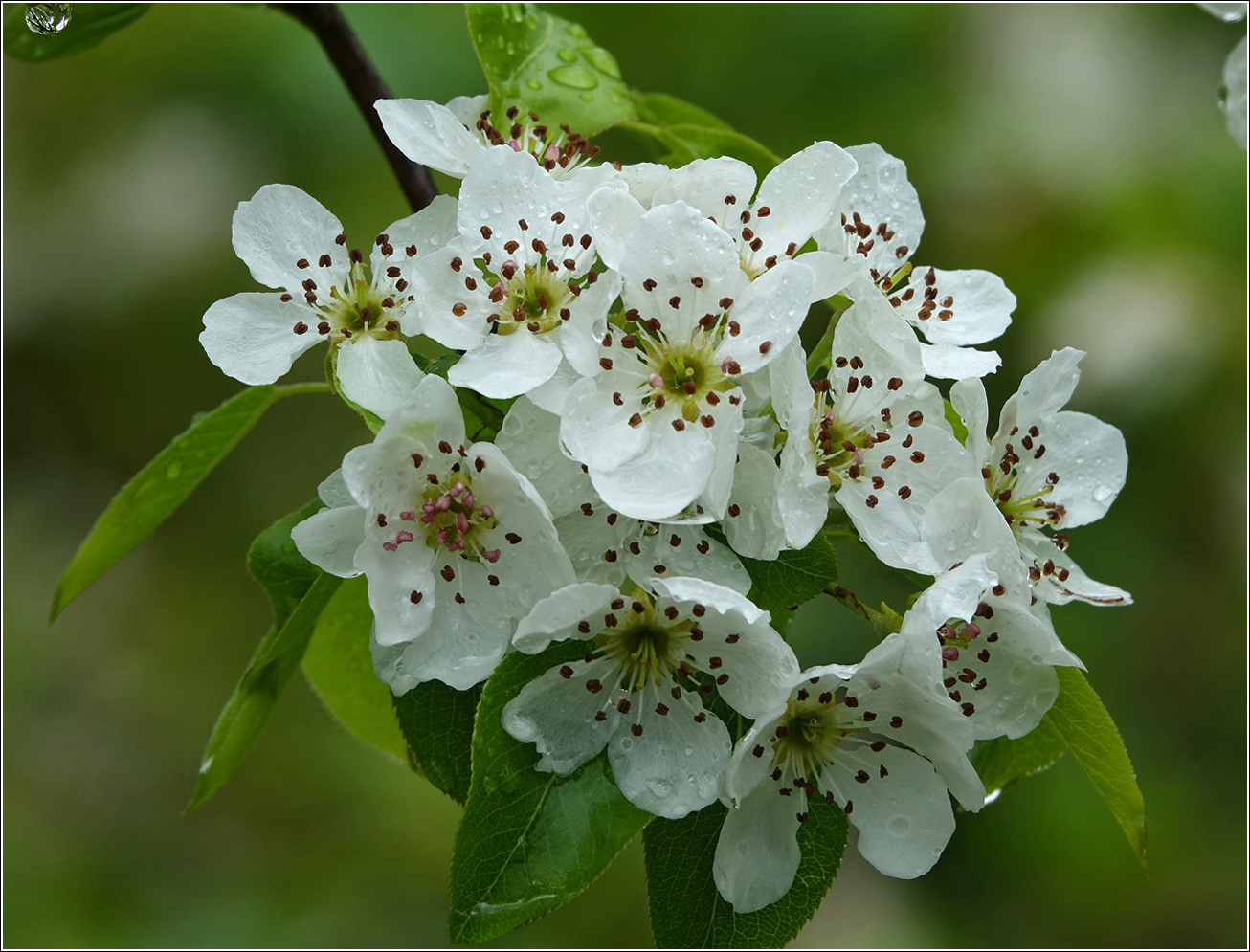 Image of Pyrus communis specimen.