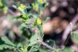 Acanthospermum hispidum. Побег с цветами. Индия, штат Раджастхан, округ Пали, национальный заповедник \"Кombhalgarh\". 09.12.2022.
