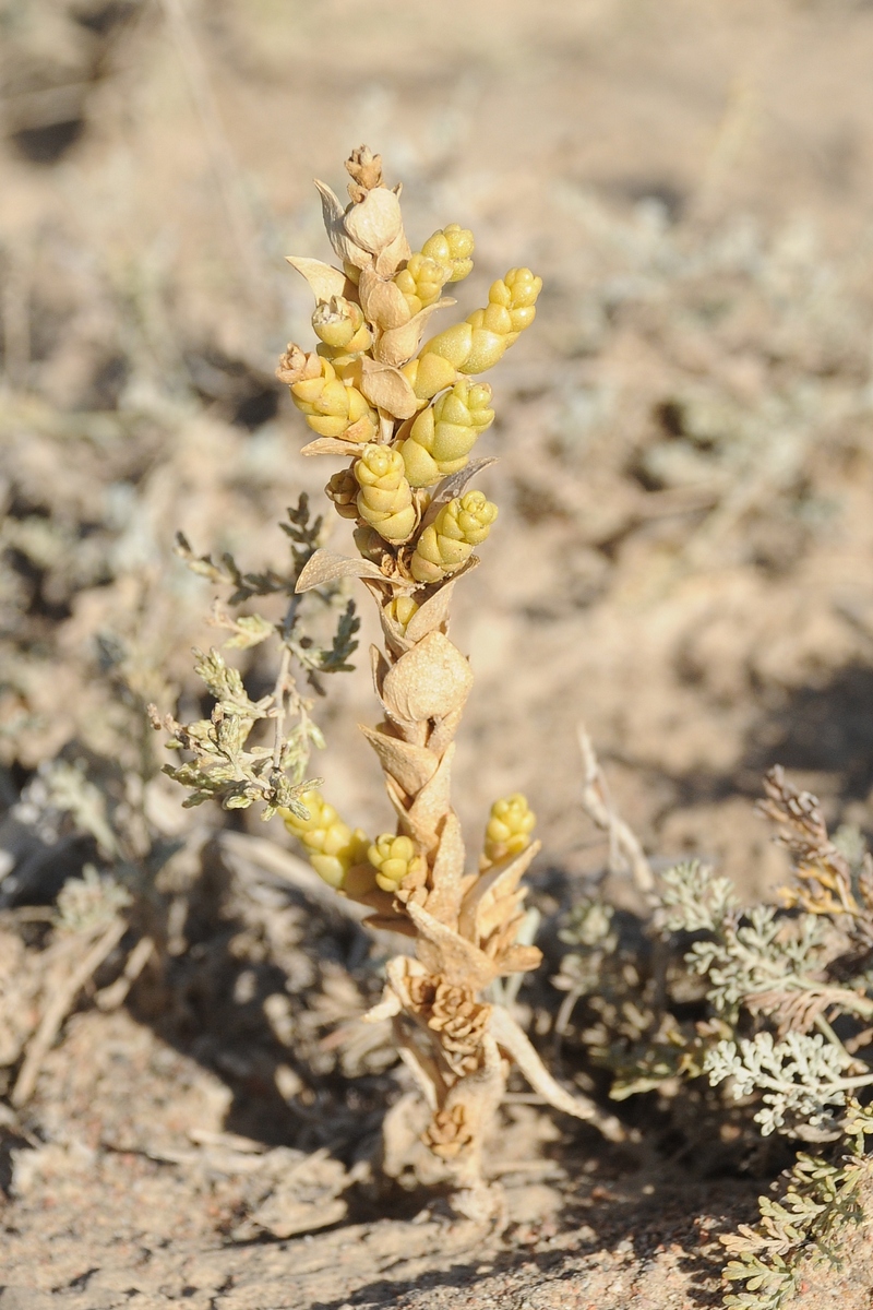 Image of Suaeda lehmannii specimen.