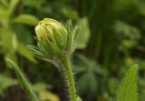 Rudbeckia hirta