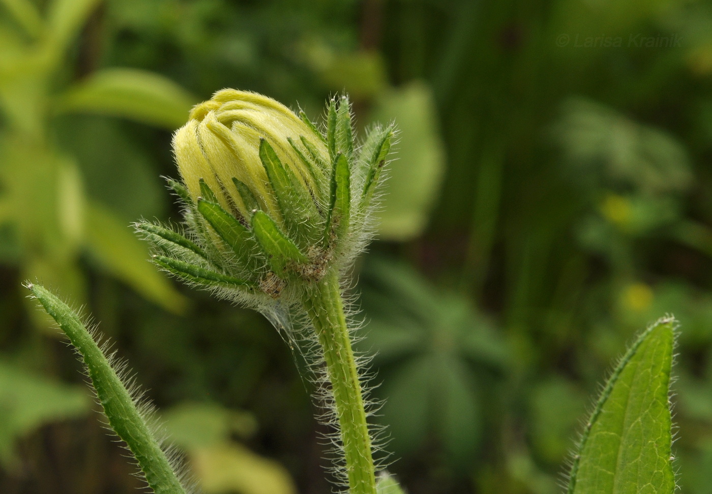 Image of Rudbeckia hirta specimen.