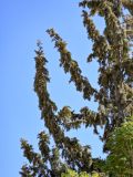 Cupressus sempervirens