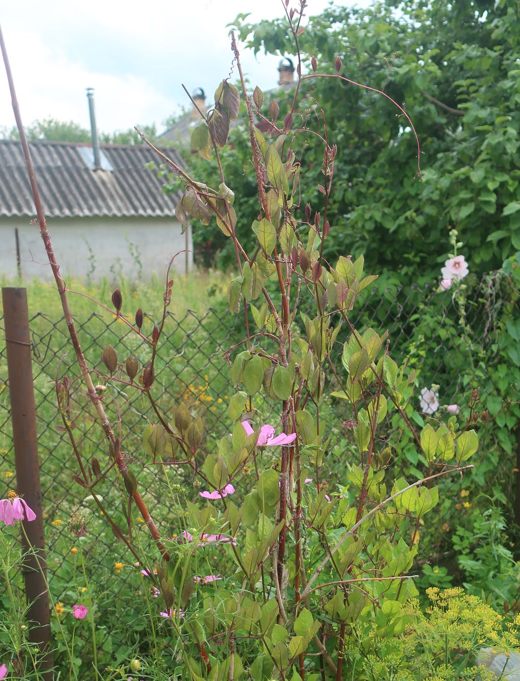 Image of Cobaea scandens specimen.