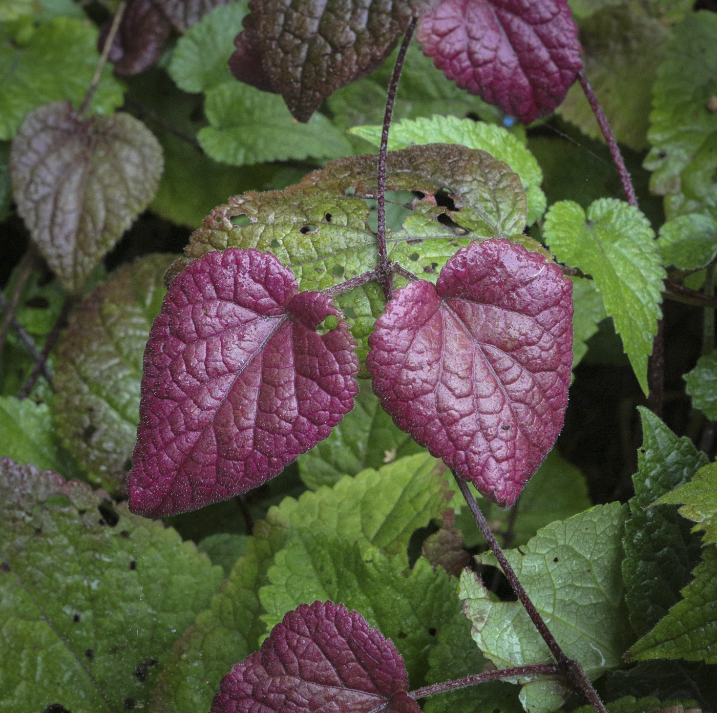 Изображение особи Meehania urticifolia.