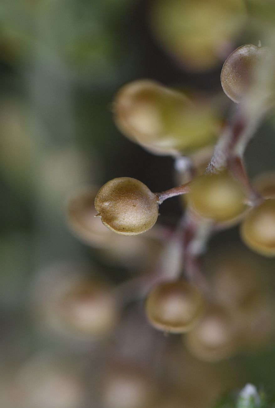 Image of Alyssum simplex specimen.