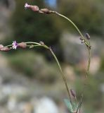 Silene laevigata