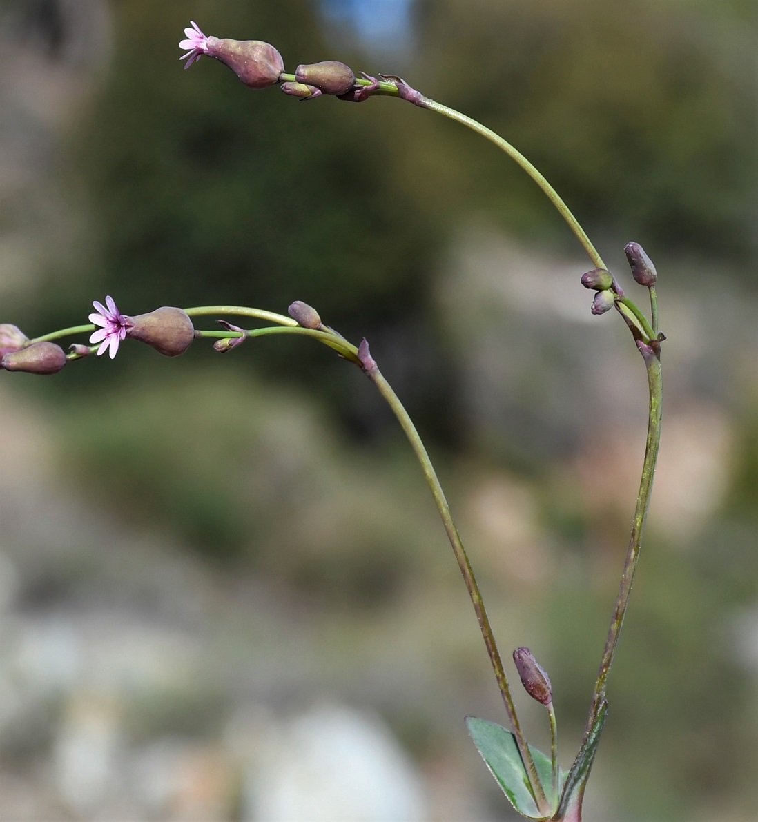 Image of Silene laevigata specimen.