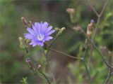 Lactuca tatarica. Соцветия. Казахстан, Мангистауская обл., Тупкараганский р-н, ур. Саура, каменистое дно ущелья. 07.06.2022.