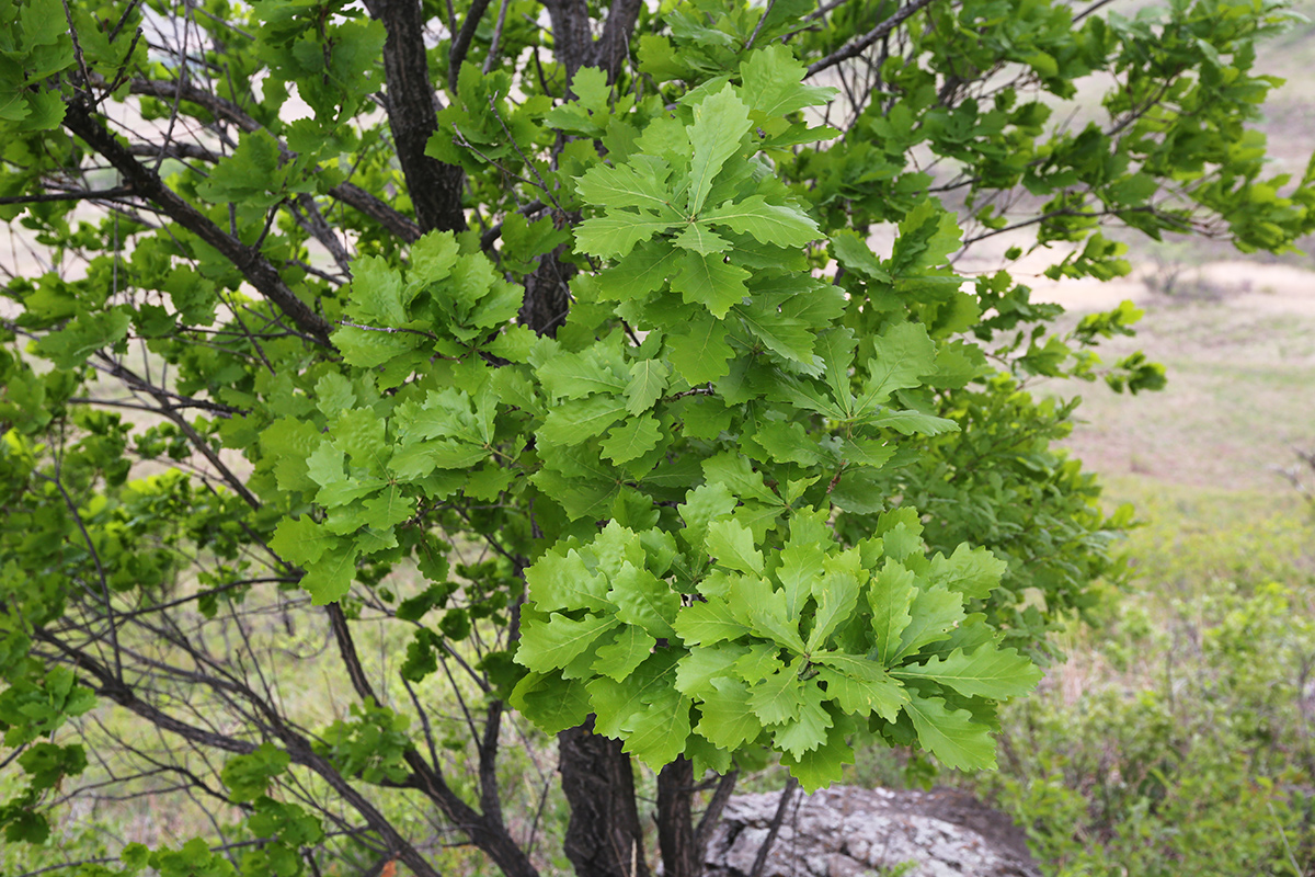 Изображение особи Quercus wutaishanica.