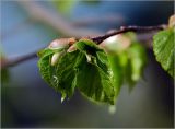 Tilia cordata