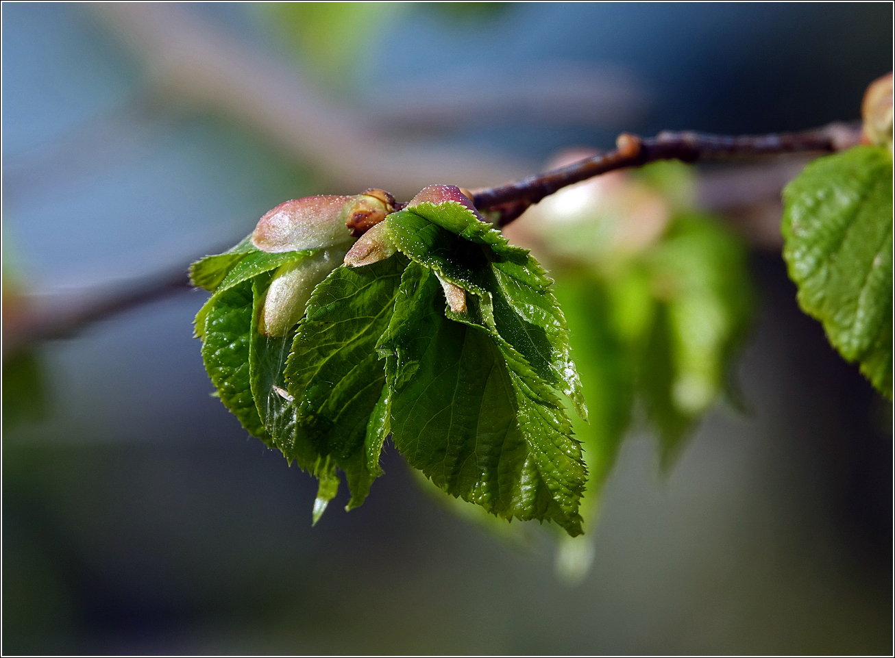 Изображение особи Tilia cordata.