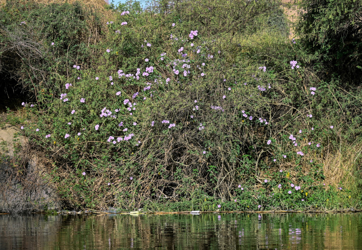 Изображение особи Ipomoea carnea.