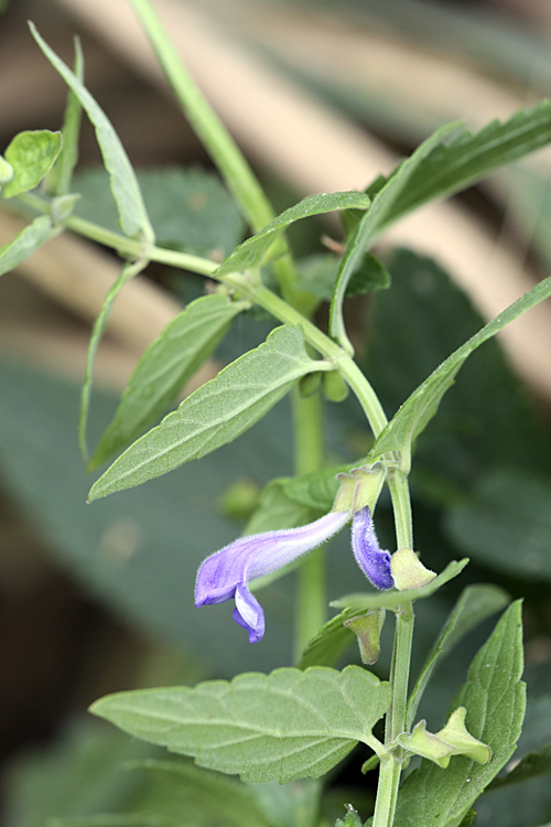 Изображение особи Scutellaria galericulata.