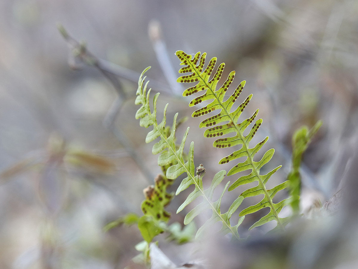 Image of Polypodium sibiricum specimen.