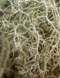 Usnea hirta