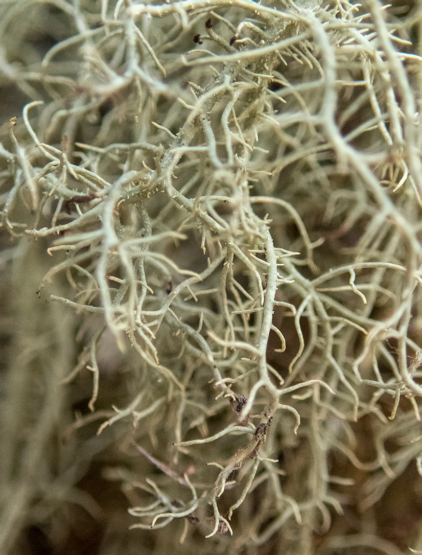 Image of Usnea hirta specimen.