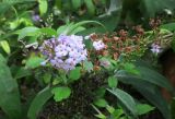 Buddleja davidii