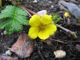 Potentilla anserina. Цветущие растения. Московская обл., Одинцовский р-н, г. Кубинка, лужайка у дома. 28.05.2010.