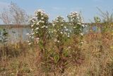 genus Symphyotrichum. Цветущие растения. Крым, западный берег Симферопольского водохранилища. 30.09.2023.