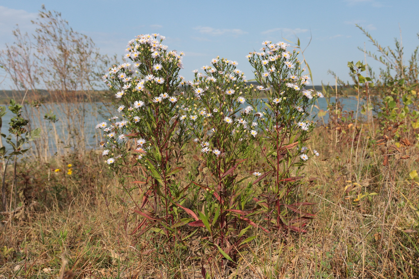 Image of genus Symphyotrichum specimen.