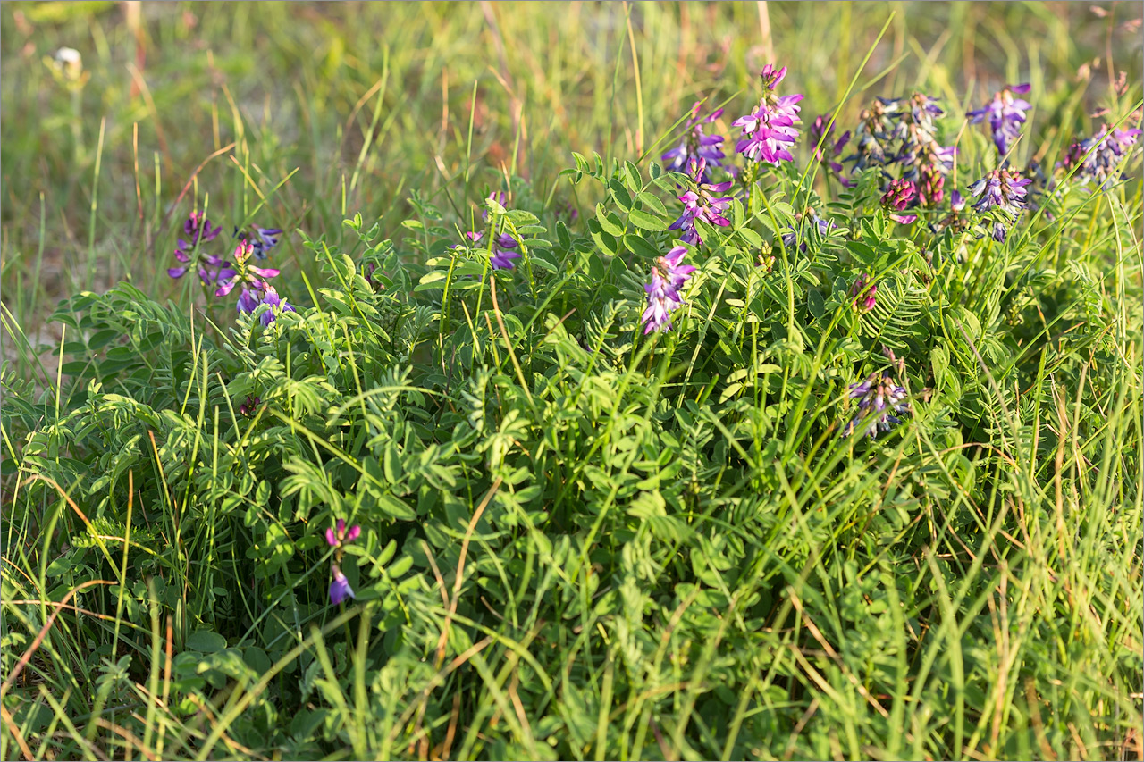 Изображение особи Astragalus subpolaris.