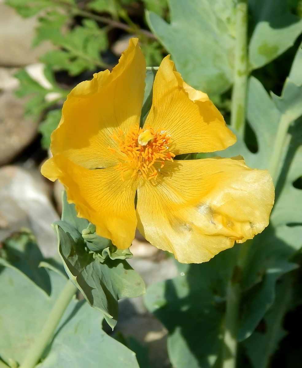 Изображение особи Glaucium flavum.