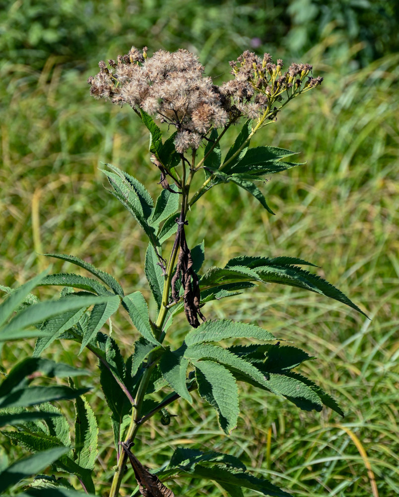 Изображение особи Senecio cannabifolius.