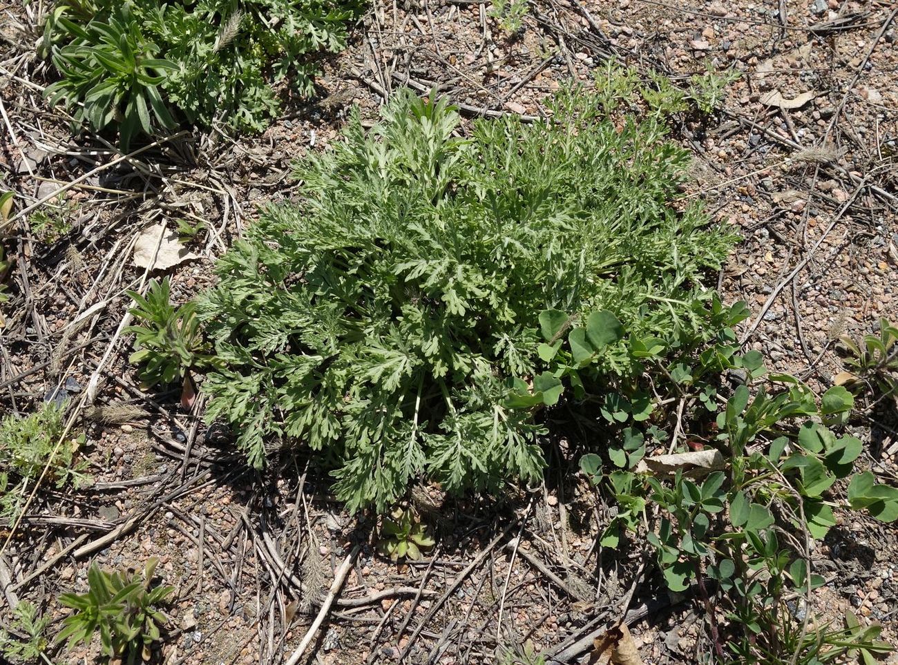 Image of genus Artemisia specimen.
