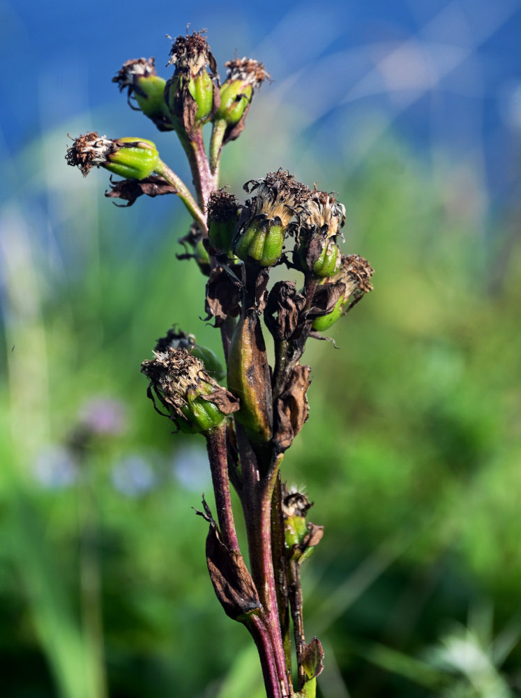 Изображение особи Ligularia hodgsonii.