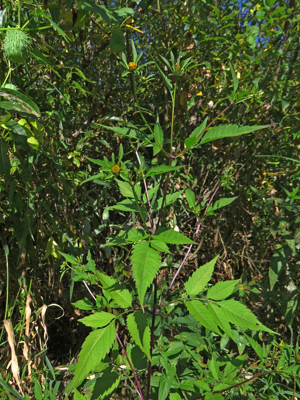 Image of Bidens frondosa specimen.