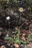 Bellis sylvestris