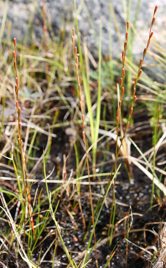 Image of Triglochin palustris specimen.