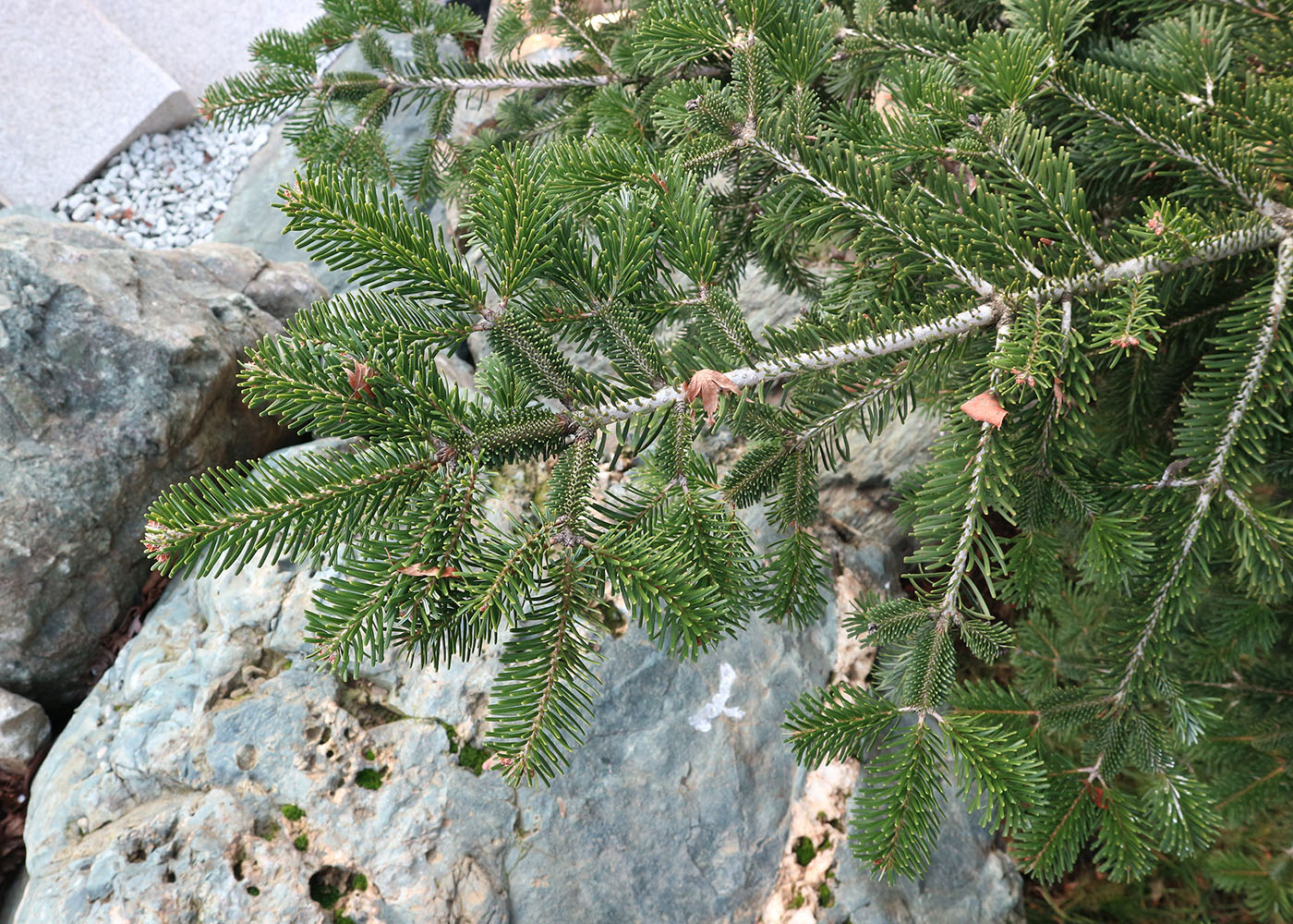 Image of genus Abies specimen.