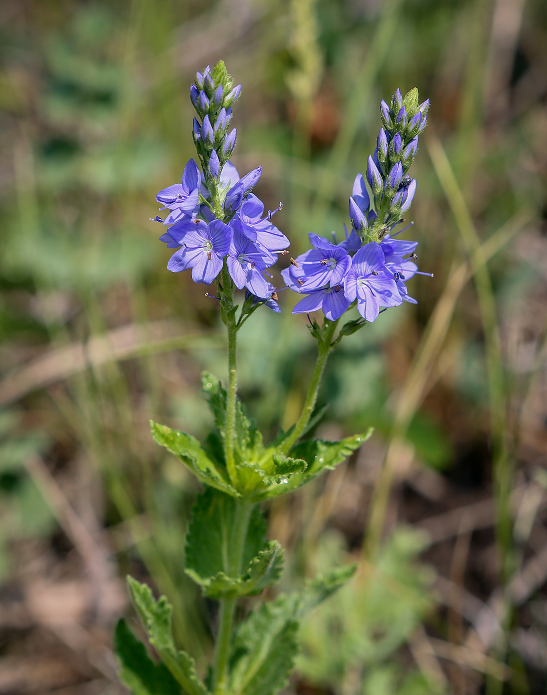 Image of Veronica teucrium specimen.