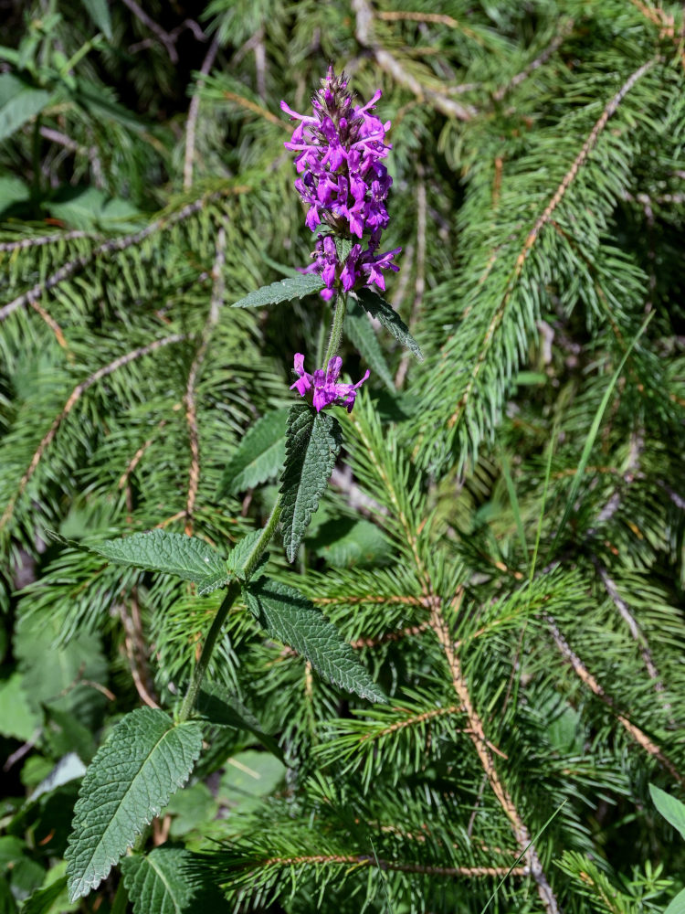 Image of Betonica betoniciflora specimen.