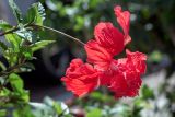Hibiscus rosa-sinensis. Верхушка побега с цветком ('Bloody Mary'). Израиль, г. Бат-Ям, в культуре. 07.11.2023.