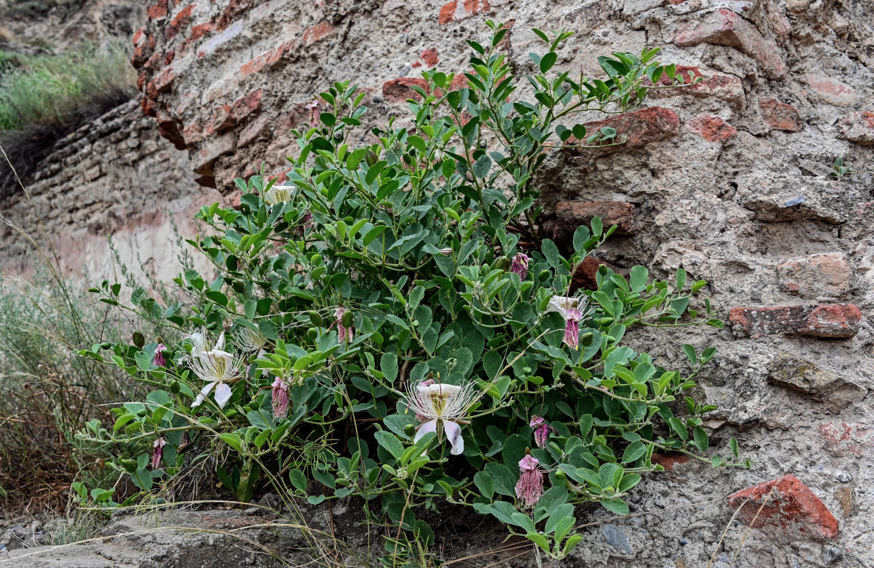 Image of Capparis herbacea specimen.