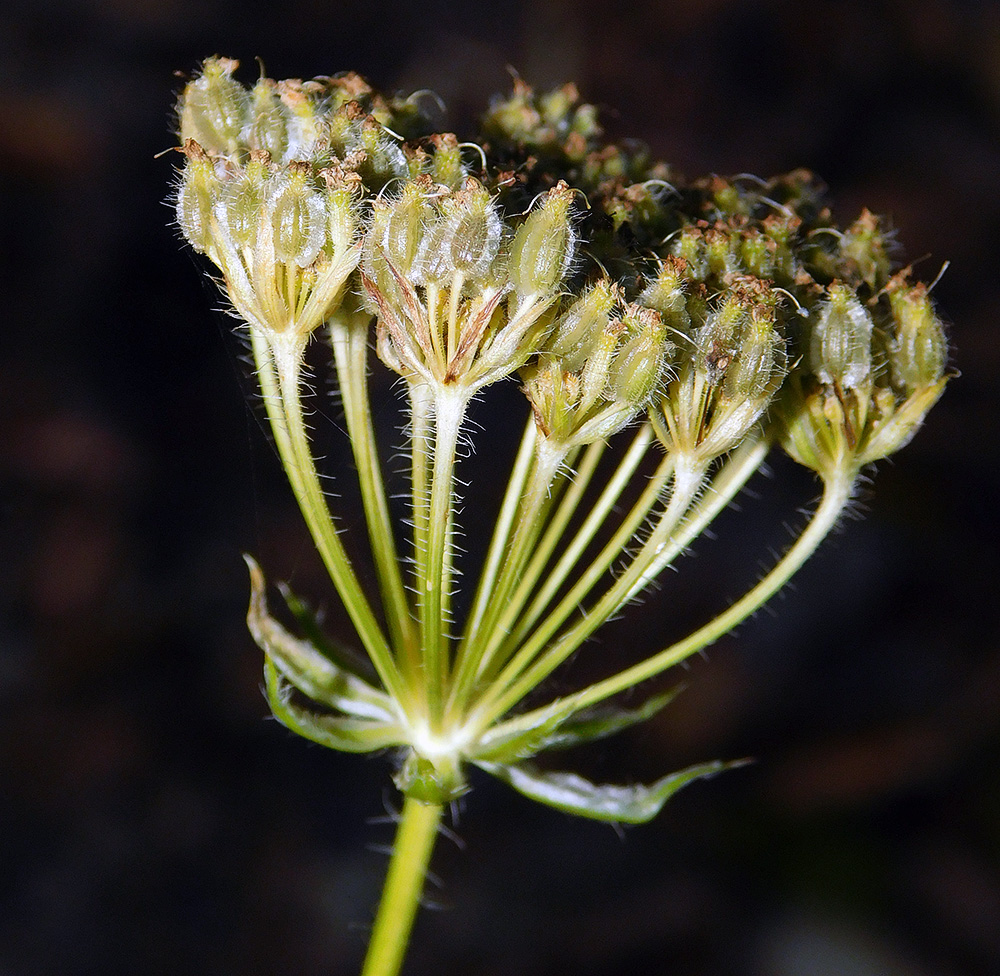 Image of Laserpitium hispidum specimen.