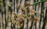 genus Cyperus