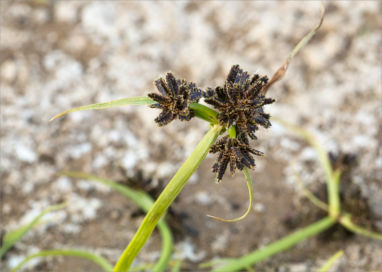 Image of Cyperus fuscus specimen.