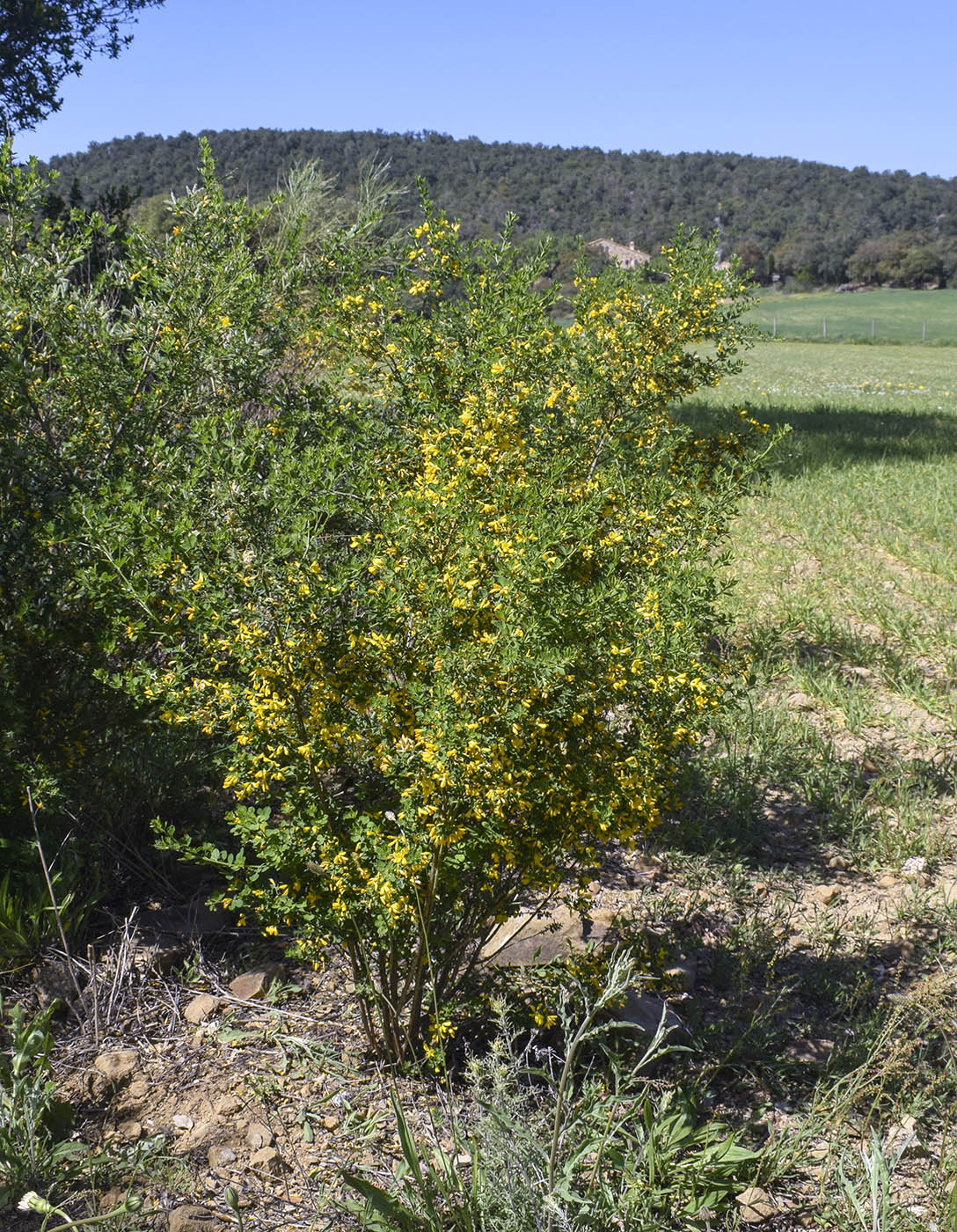 Image of Teline monspessulana specimen.