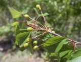 Cerasus avium. Верхушка побега с соплодиями с незрелыми плодами. Испания, автономное сообщество Каталония, провинция Жирона, комарка Ла-Гарроча, муниципалитет Ла-Валь-де-Бианья, подр-н (субкомарка) Л’Альта-Гарроча, 870 м н.у.м., перевал Capsacosta, смешанный лес. 05.05.2024.