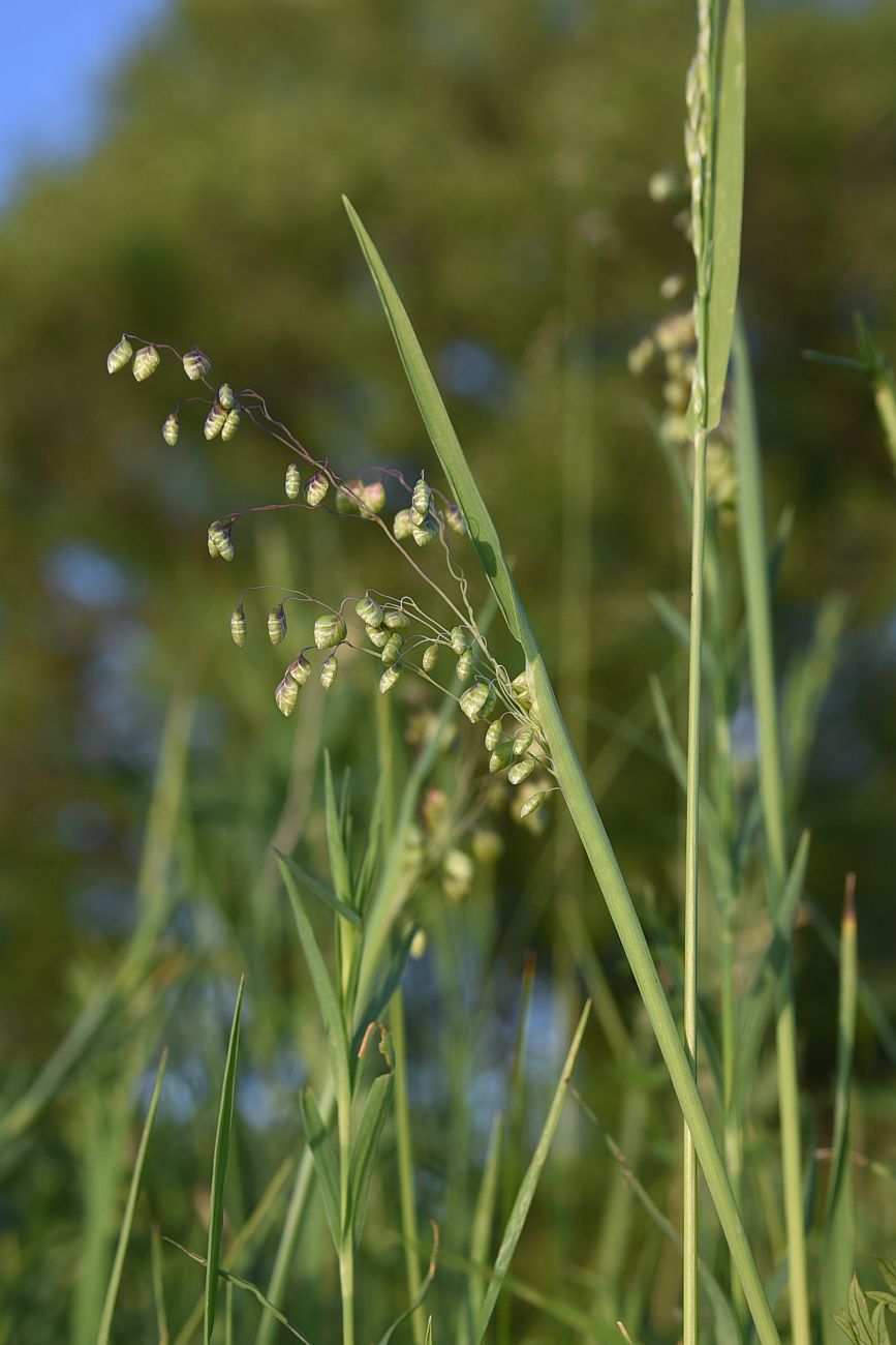 Image of Briza media specimen.