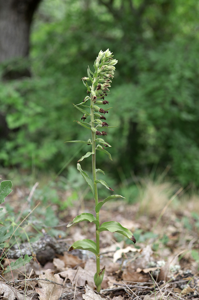 Image of Epipactis krymmontana specimen.