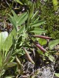 Lathyrus linifolius