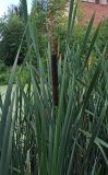 Typha latifolia