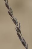 Festuca sabulosa