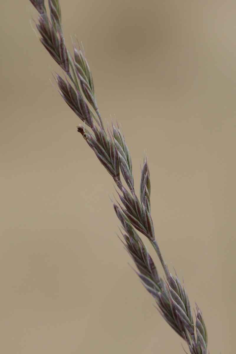 Изображение особи Festuca sabulosa.