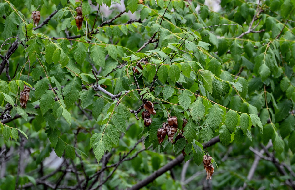 Image of Koelreuteria paniculata specimen.