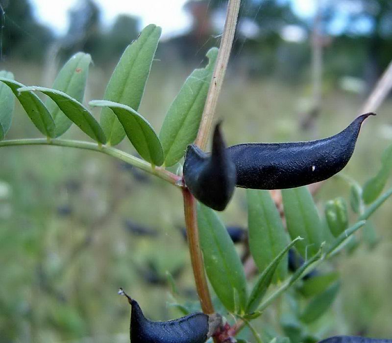 Image of Vicia sepium specimen.